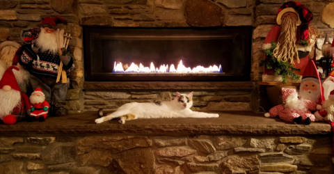 cat lounges in front of well decorated fireplace mantel